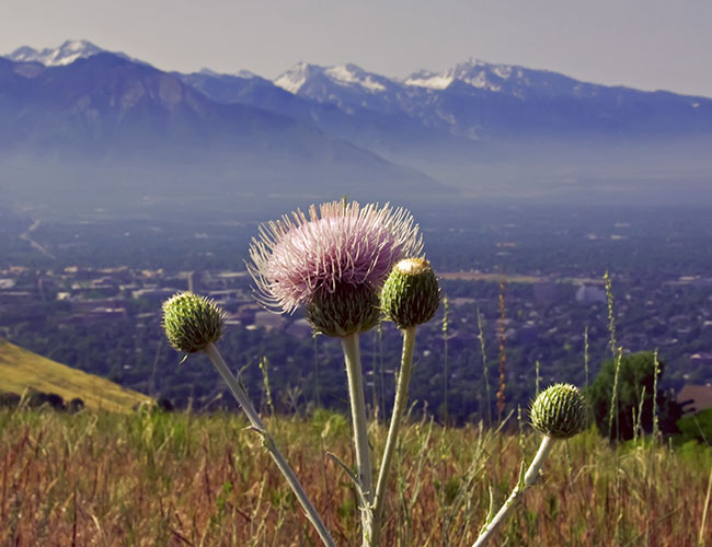 thistle